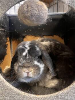 Lightning -  Holland Lop Rabbit for Adoption in Algood, Tennessee - Lightning | PetCurious