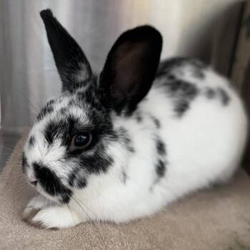 English Spot Rabbits Available for Adoption in Oak Park, Illinois - Doppler | PetCurious