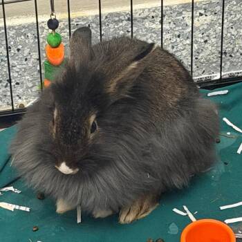 Fluff -  Lionhead and Rex Rabbit for Adoption in Reno, Nevada - Fluff | PetCurious