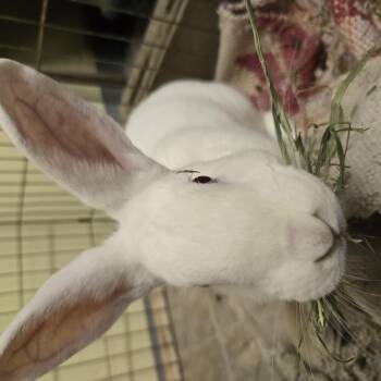 Rescue American Rabbits for Adoption in Fremont, Ohio - Mikey | PetCurious