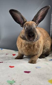Venus -  Cinnamon Rabbit for Adoption in San Antonio, Texas - Venus | PetCurious