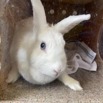 Bunny Foo Foo -  American Rabbit for Adoption in Pasadena, California - Bunny Foo Foo | PetCurious