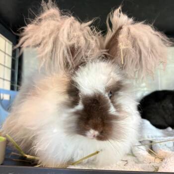 Lotus(bonded to Moochie) -  Angora Rabbit Rabbit for Adoption in West Des Moines, Iowa - Lotus(bonded To Moochie) | PetCurious