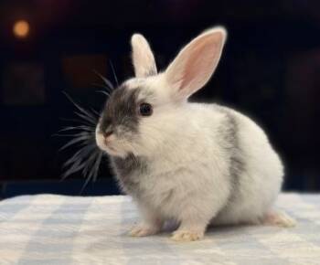 Rescue Bunny Rabbit Rabbits for Adoption in Santa Cruz, California - Milkshake | PetCurious