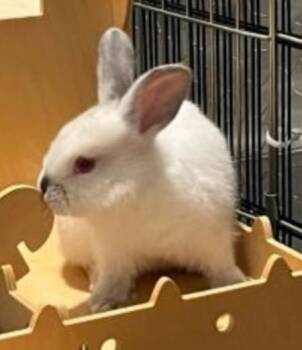 Himalayan Rabbits Available for Adoption in Santa Cruz, California - Carys & Adora (bonded Pair) | PetCurious