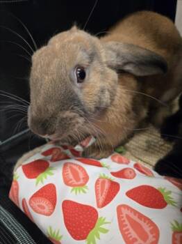Bunny Rabbit Rabbits Available for Adoption in Derwood, Maryland - PUMPKIN | PetCurious