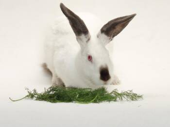 Rescue Bunny Rabbit Rabbits for Adoption in Burbank, California - SPRITE | PetCurious