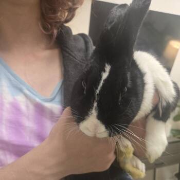 Bella -  Dutch and Mini Rex Rabbit for Adoption in Murray, Utah - Bella | PetCurious