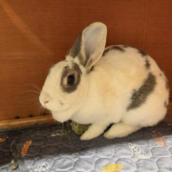Newaygo -  Bunny Rabbit Rabbit for Adoption in Kalamazoo, Michigan - Newaygo | PetCurious