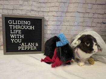 Lop Eared Rabbits Available for Adoption - Pepper | PetCurious