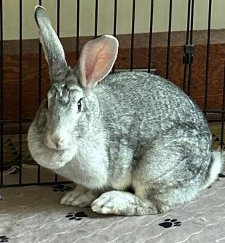 Rescue Chinchilla Rabbits for Adoption in Washington Mills, New York - Frankie | PetCurious