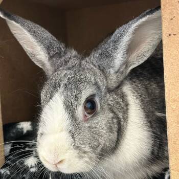 Rescue Netherland Dwarf Rabbits for Adoption in Quakertown, Pennsylvania - Trexler | PetCurious