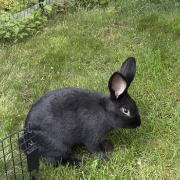 Dodge -  New Zealand Rabbit for Adoption in Kalamazoo, Michigan - Dodge | PetCurious