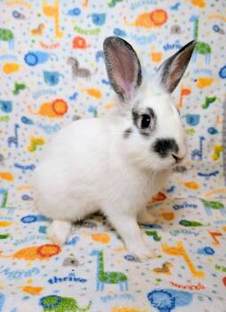 Lionhead and Hotot Rabbits Available for Adoption - Binkleby  | PetCurious