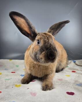 Rocket -  Cinnamon Rabbit for Adoption in San Antonio, Texas - Rocket | PetCurious