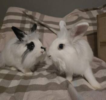 Lionhead and Dwarf Rabbits Available for Adoption in Knoxville, Tennessee - Cordelia And Eleanor | PetCurious