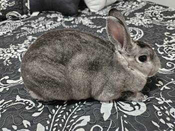 Rescue Rex Rabbits for Adoption in Deltona, Florida - Chaupette | PetCurious