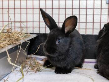 Mini Rex Rabbits Available for Adoption - BERNIE | PetCurious