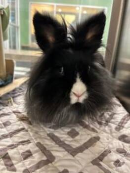 Lionhead Rabbits Available for Adoption - Wilma | PetCurious