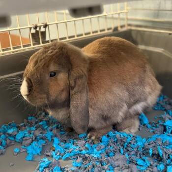 Berlin -  Holland Lop Rabbit for Adoption in Greensboro, North Carolina - Berlin | PetCurious