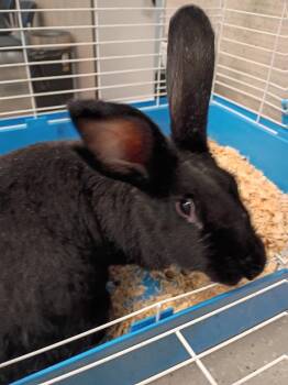 American Rabbits Available for Adoption - Gloria | PetCurious
