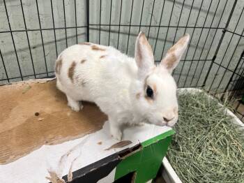 Lockness -  Bunny Rabbit Rabbit for Adoption in Las Vegas, Nevada - Lockness | PetCurious