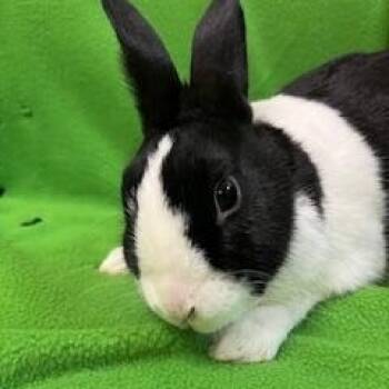 Dutch Rabbits Available for Adoption in Fort Worth, Texas - Sabine | PetCurious