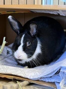 Tyranitar -  American Rabbit for Adoption in Roseville, California - Tyranitar | PetCurious
