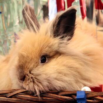 Stella -  Lionhead Rabbit for Adoption in The Woodlands, Texas - Stella | PetCurious
