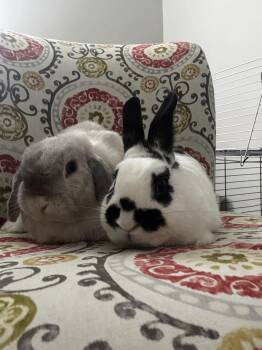 Chuubi and LoBear (c) -  Holland Lop Rabbit for Adoption in Columbia, Maryland - Chuubi And LoBear (c) | PetCurious