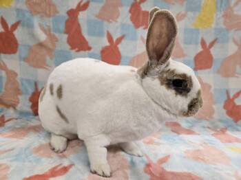 Priscilla -  Rex Rabbit for Adoption in Deerfield, Wisconsin - Priscilla | PetCurious