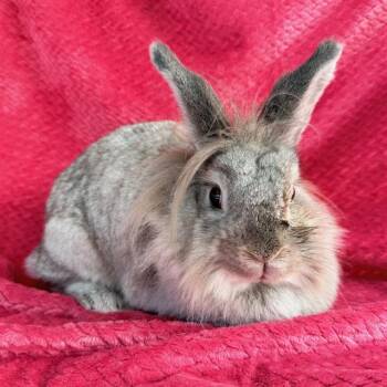 Rescue Bunny Rabbit Rabbits for Adoption in Camarillo, California - GHOST | PetCurious