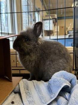 Lionhead Rabbits Available for Adoption - Heart | PetCurious