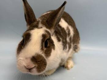 Nacho -  Bunny Rabbit Rabbit for Adoption in Minneapolis, Minnesota - Nacho | PetCurious