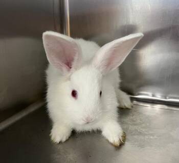 Marcie -  Dwarf Rabbit for Adoption in Sioux City, Iowa - Marcie | PetCurious