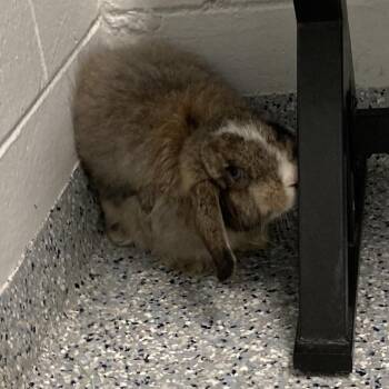 Indy -  Angora Rabbit and Holland Lop Rabbit for Adoption in Dayton, Ohio - Indy | PetCurious