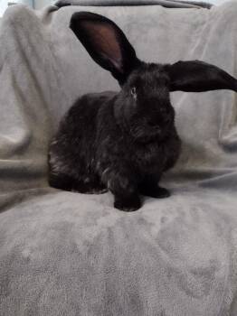 Big Barry -  Flemish Giant Rabbit for Adoption in Plymouth, Michigan - Big Barry | PetCurious