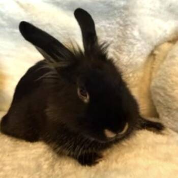 Cherry Cola -  Lionhead Rabbit for Adoption in Portland, Oregon - Cherry Cola | PetCurious