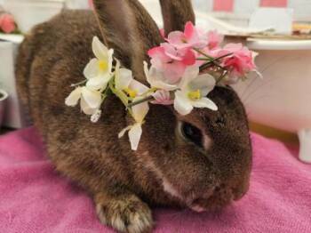 Rescue American Rabbits for Adoption in Portland, Oregon - Colonel Mustard | PetCurious