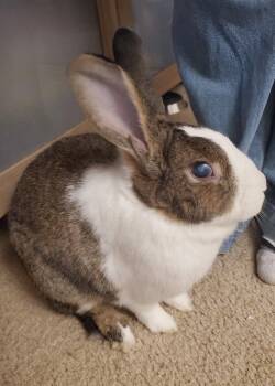 Dutch Rabbits Available for Adoption in Lakeville, Minnesota - Blossem | PetCurious