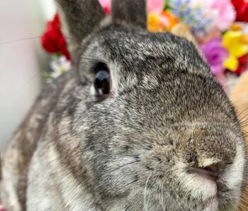 Rescue American Rabbits for Adoption in Midlothian, Virginia - Sugar (Bonded With Muffin) | PetCurious