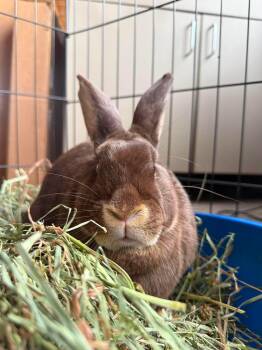 Hershey -  Bunny Rabbit Rabbit for Adoption in Westbrook, Maine - Hershey | PetCurious
