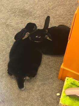 Rescue Rex Rabbits for Adoption in Saint Charles, Missouri - Chicken Strip And Dino Nugget | PetCurious