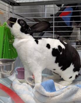Rescue Mini Rex Rabbits for Adoption in Simcoe, Ontario - Leonora | PetCurious