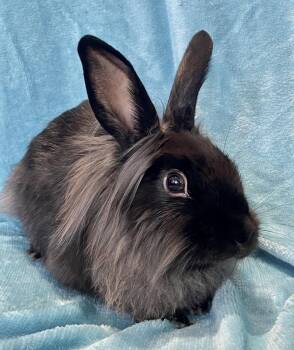 Samoa -  Lionhead Rabbit for Adoption in Chicago, Illinois - Samoa | PetCurious