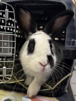 Rescue Bunny Rabbit Rabbits for Adoption in Santa Rosa, California - Denver | PetCurious