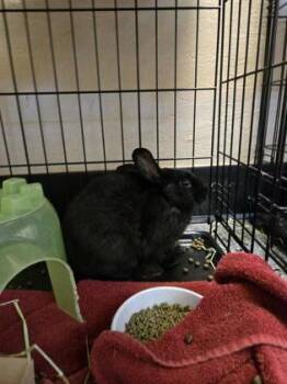 Rescue Lionhead Rabbits for Adoption in Roseville, California - Corky | PetCurious