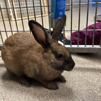 Blackjack -  Mini Rex Rabbit for Adoption in Bristol, Indiana - Blackjack | PetCurious