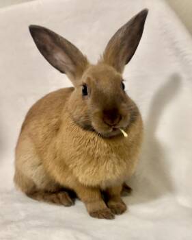 CHERIE -  Bunny Rabbit Rabbit for Adoption in Las Vegas, Nevada - CHERIE | PetCurious