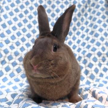 Obi -  Bunny Rabbit Rabbit for Adoption in Michigan City, Indiana - Obi | PetCurious